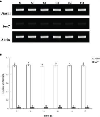 Mutations alter pll gene promoter from constitutive to inducible, coffering palmately lobed leaf trait of melon